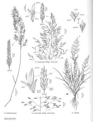 FNA25 P26 Eragrostis pg 80.jpeg