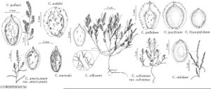 FNA4 P53 Corispermum americanum var americanum.jpeg