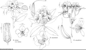 FNA8 P54 Rhododendron minus.jpeg