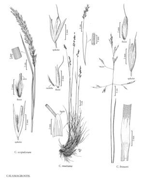 FNA24 P276 Calamagrostis pg 718.jpeg