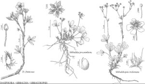 FNA9 P23 Dasiphora fruticosa.jpeg