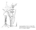 FNA01 P151 Sagittaria latifolia pg 286.jpeg