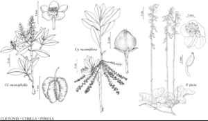 FNA8 P42 Cliftonia monophylla.jpeg