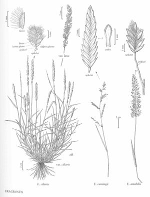 FNA25 P23 Eragrostis pg 73.jpeg