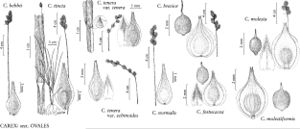 FNA23 P95 Carex bebbii pg 370.jpeg