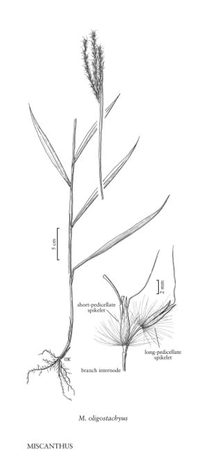 FNA25 P239 Miscanthus pg 620.jpeg