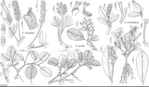 FNA7 P6 Salix reticulata.jpeg