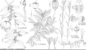 FNA8 P60 Agarista populifolia.jpeg