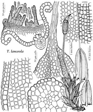 Pott Tortula lanceola.jpeg