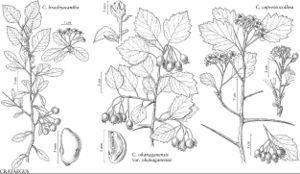 FNA9 P44 Crataegus brachyacantha.jpeg