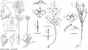 FNA17 P59 Pedicularis ornithorhynchos.jpeg