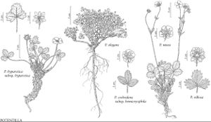 FNA9 P16 Potentilla hyparctica subsp hyparctica.jpeg