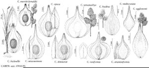 FNA23 P96 Carex bicknellii pg 375.jpeg