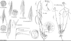 FNA7 P46 Boechera polyantha.jpeg