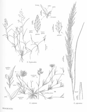 FNA25 P24 Eragrostis pg 75.jpeg