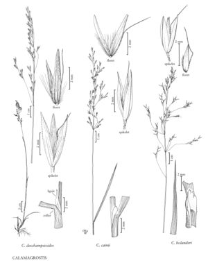 FNA24 P277 Calamagrostis pg 720.jpeg