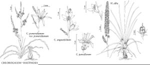 FNA26 Plate 046.jpeg