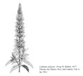 FNA01 P111 Lythrum salicaria pg 217.jpeg