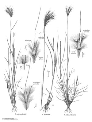 FNA25 P250 Bothriochloa pg 645.jpeg