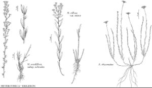 FNA20 P25 Heterotheca sessiliflora.jpeg