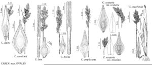 FNA23 P92 Carex davyi pg 360.jpeg