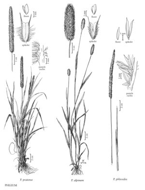 FNA24 P257 Phleum pg 673.jpeg