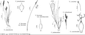 FNA23 P133 Carex serpenticola pg 545.jpeg