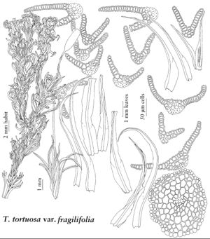 Pott Tortella tortuosa var fragilifolia.jpeg