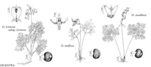 FNA03 P65 Dicentra pg 346.jpeg