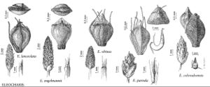 FNA23 P26 Eleocharis lanceolata pg 105.jpeg