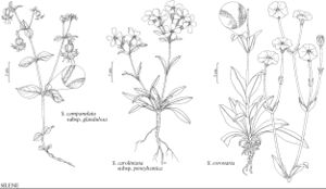 FNA5 P23 Silene campanulata s glandulosa.jpeg