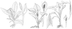 FNA22 P25 Lysichiton Calla Peltandra pg 134.jpeg