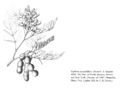 FNA01 P103A Sophora secundiflora pg 204.jpeg