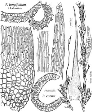 Dicr Paraleucobryum longifolium & enerve.jpeg