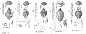 FNA23 P29 Eleocharis cellulosa pg 118.jpeg