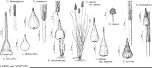 FNA23 P76 Carex crus-corvi pg 275.jpeg