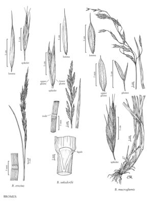 FNA24 P84 Bromus pg 219.jpeg