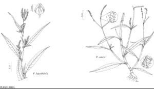 FNA5 P67 Persicaria lapathofolia.jpeg