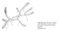 FNA01 P130 Selaginella eclipes pg 254.jpeg