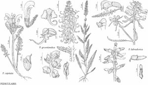 FNA17 P58 Pedicularis capitata.jpeg