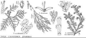 FNA2 P62 Thuja-Calocedrus-Juniperus pg 411.jpeg