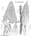 Pott Bryoerythrophyllum recurvirostrum & ferruginascens.jpeg