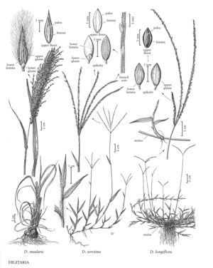 FNA25 P140 Digitaria pg 371.jpeg