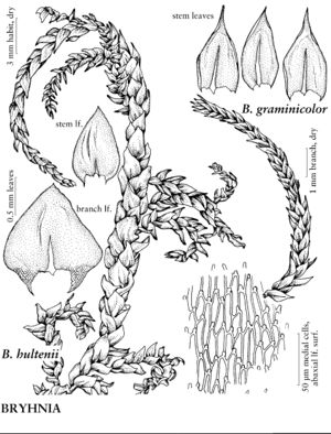 BracBryhniaGraminicolorHultenii 2spp.jpeg