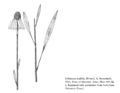 FNA01 P107 Echinacea pallida pg 213.jpeg