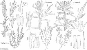 FNA17 P73 Castilleja plagiotoma.jpeg