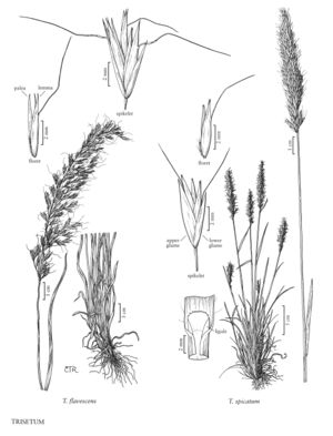 FNA24 P289 Trisetum pg 751.jpeg