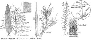 FNA2 P19 Acrostichum-Pteris-Pityrogramma pg 131.jpeg