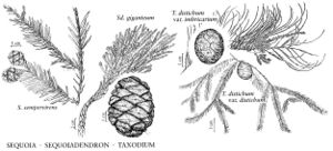 FNA2 P60 Sequoia-Sequoiadendron-Taxodium pg 402.jpeg