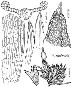 Pott Weissia occidentalis.jpeg